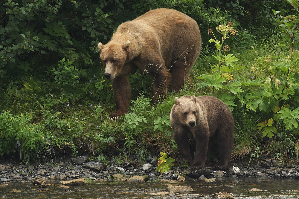 kodiak bears